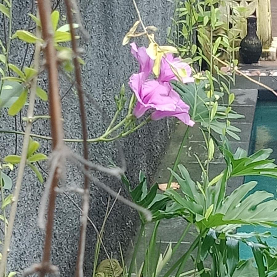 D'Puja Home Stay And Spa ヌサドゥア エクステリア 写真